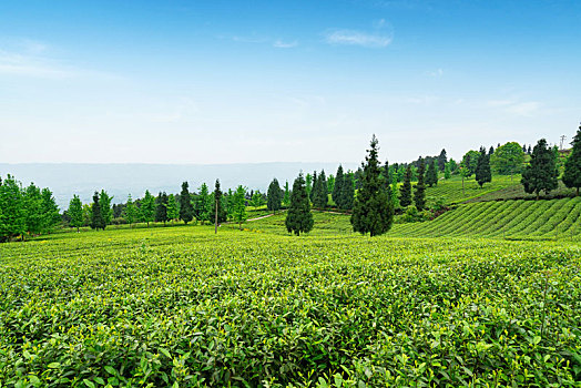 高山生态茶园