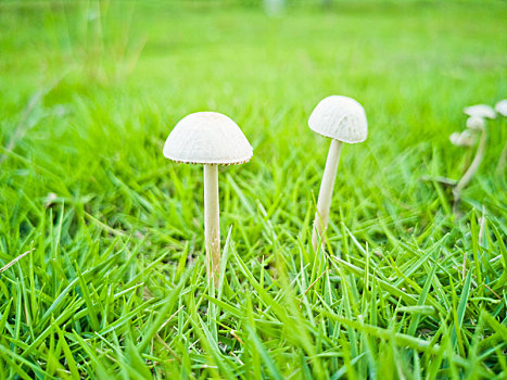 草地上正在生长的小蘑菇