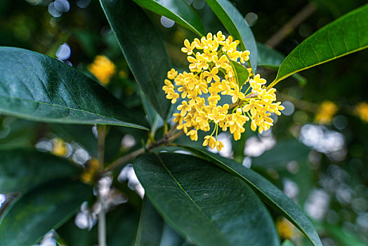 盛开的桂花