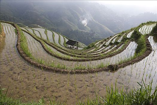 俯拍,阶梯状,稻田,龙胜,稻米梯田,桂林,广西,壮族,中国