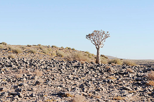 抖树,箭筒树,纳米比亚,非洲