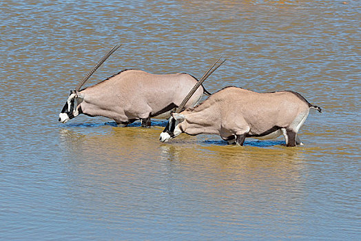 南非大羚羊,羚羊,两个男人,喝,水坑,埃托沙国家公园,纳米比亚,非洲