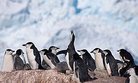 帽带企鹅,阿德利企鹅属,大象,岛屿,南极