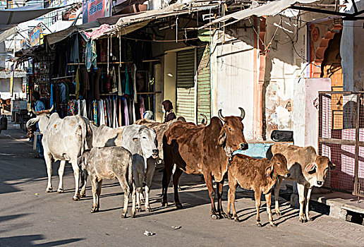 母牛,普什卡,街道,拉贾斯坦邦,印度,亚洲