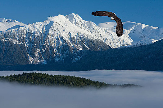 白头鹰,高处,通加斯国家森林,海岸山脉,背景,东南阿拉斯加,冬天,合成效果