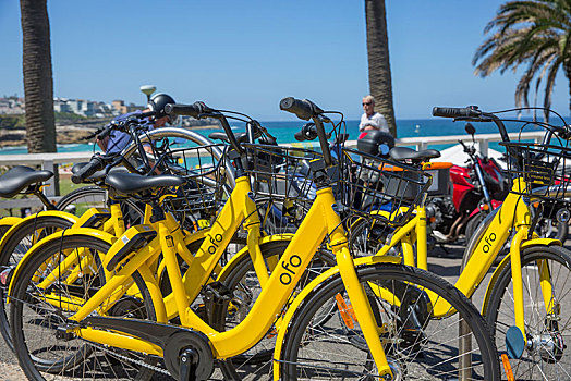 黄色,自行车,待租,海滩,悉尼