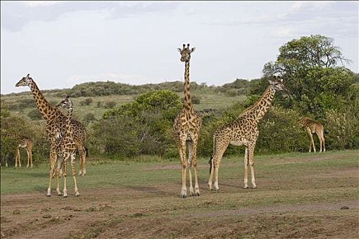 马萨伊,长颈鹿,马赛长颈鹿,肯尼亚,非洲