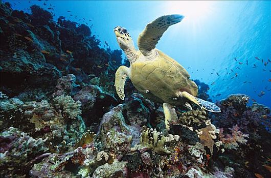 绿海龟,龟类,游泳,上方,珊瑚礁,脚,深,红海,埃及
