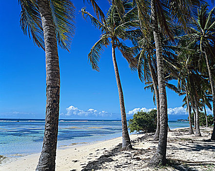 热带沙滩,棕榈树,瓜德罗普,法国,西印度群岛
