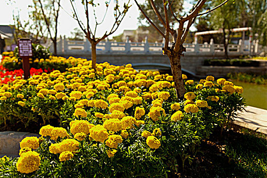 黄色的菊花花坛