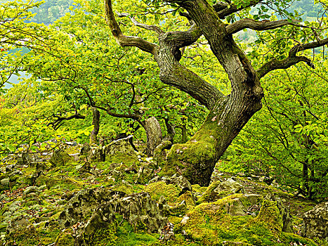 德国,黑森州,自然,国家公园,岩石,斜坡,白色,苔藓,橡树,山毛榉,原始,树林,小路