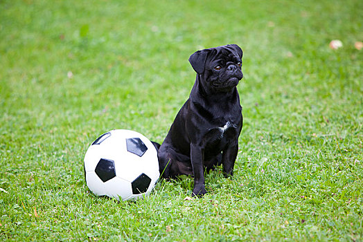 年轻,黑色,哈巴狗,足球,草地