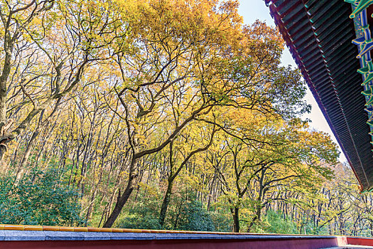 色彩斑斓的树林,秋末冬初拍摄于江苏省南京市明孝陵景区