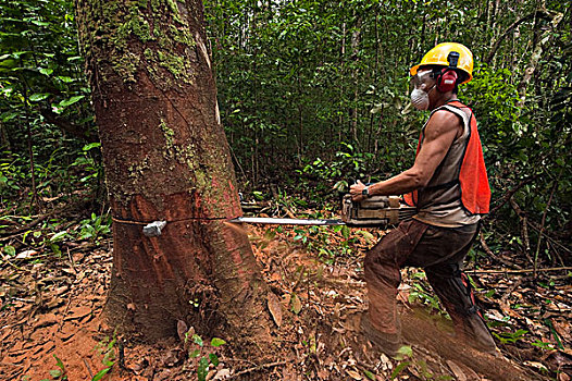 伐木,雨林,圭亚那