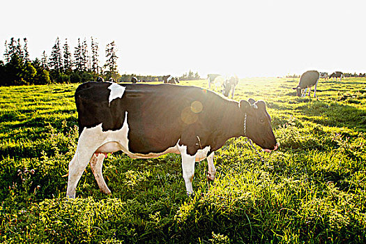 牧群,黑白花牛,牛,放牧,土地,爱德华王子岛,加拿大