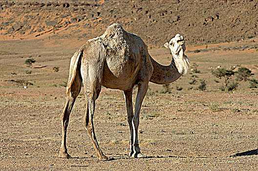 阿尔及利亚,撒哈拉沙漠,单峰骆驼