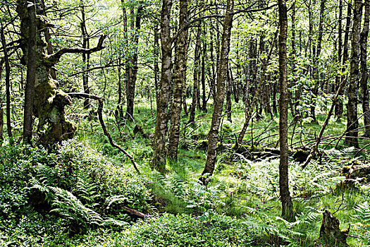 树林,荒野,自然保护区,生物保护区,黑森州,德国,欧洲