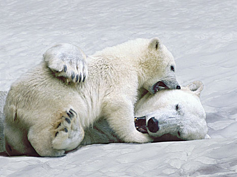 北极熊,幼兽,玩,冰