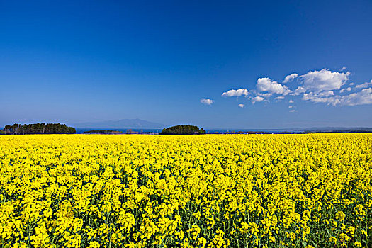 油菜花,山