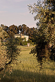 意大利,托斯卡纳,房子,围绕,橄榄树