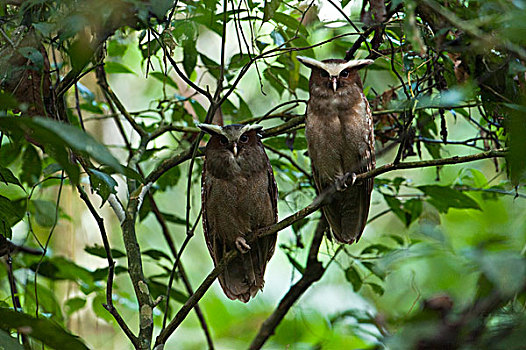 猫头鹰,一对,河,国家公园,亚马逊河,厄瓜多尔