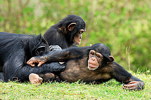 黑猩猩,成年,女性,年轻