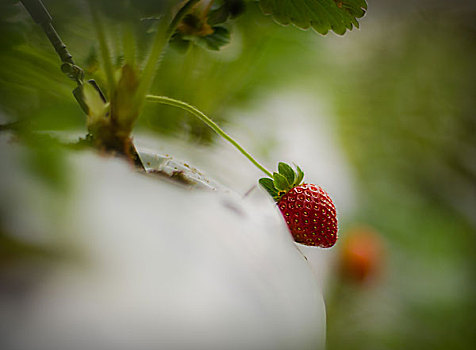 草莓,树