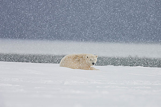 一岁,北极熊,幼兽,雪地,暴风雪,海岸线,北方,阿拉斯加