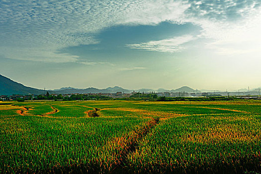中国南方初秋浙江的一片稻田