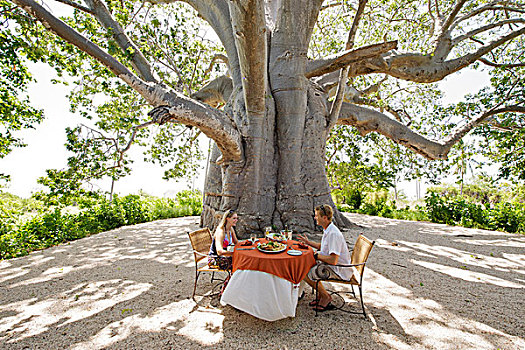 午餐,巨大,猴面包树,住宿,群岛,莫桑比克