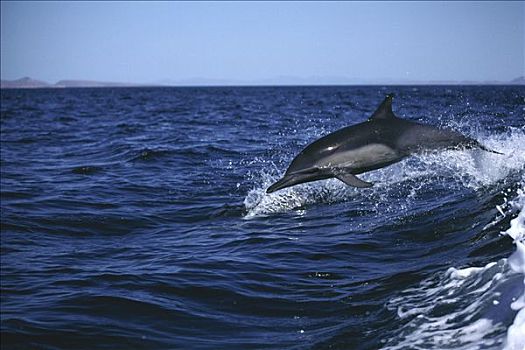 真海豚,海豚,跳跃,室外,科特兹海,墨西哥