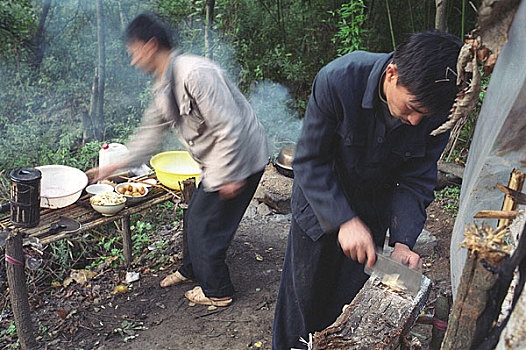 河南漆树,生活在大山密林中的割漆人