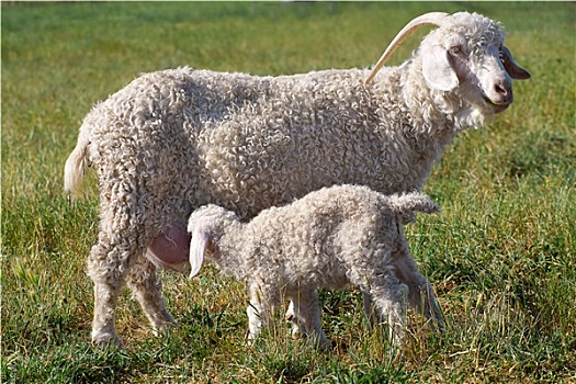 安哥拉山羊,哺乳,幼仔