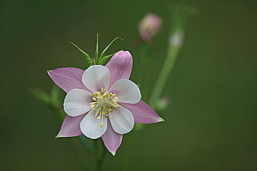 大花耧斗菜