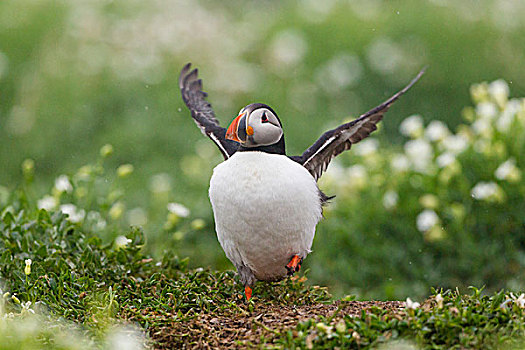 角嘴海雀,北极