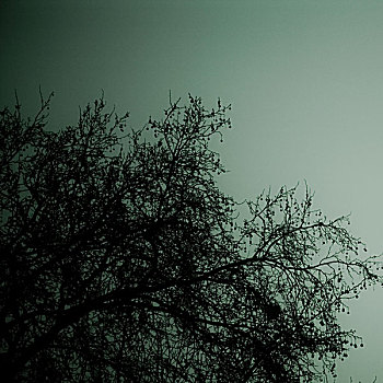 树,枝条,重,白天,时间,雾,伦敦,英格兰