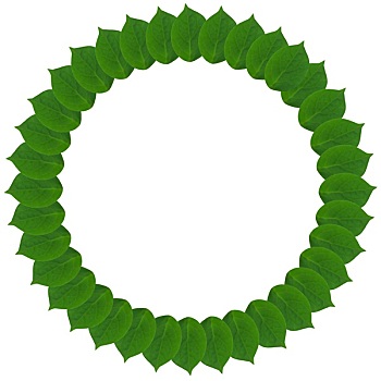 绿色,圆,叶子,隔绝,白色背景