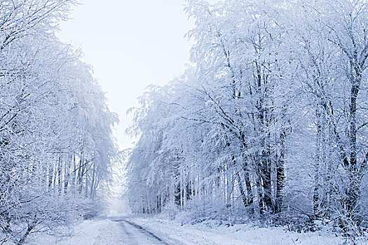 冬日树林,黑森州,德国,欧洲