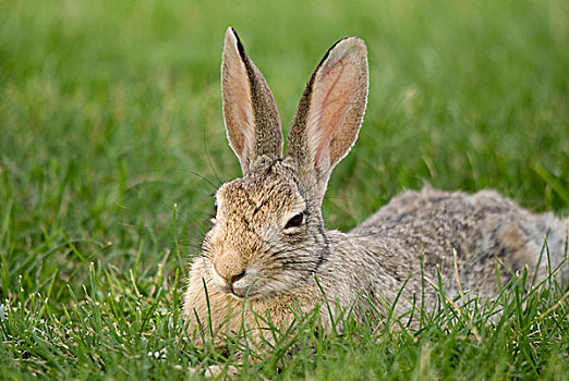 兔子,坐,草,南达科他,美国