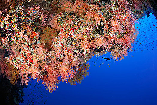 珊瑚礁,植被,不同,软珊瑚,海绵,多孔动物门,红色,红海,埃及,非洲