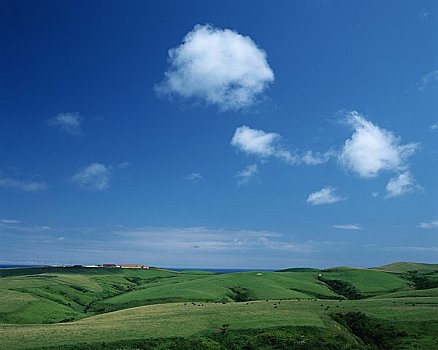 毛豆,山