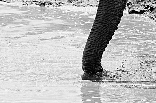 大象,象鼻,非洲象,东察沃国家公园,肯尼亚
