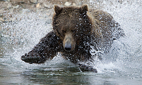大灰熊,棕熊,女性,追逐,鱼,三文鱼,河流,卡特麦国家公园,阿拉斯加