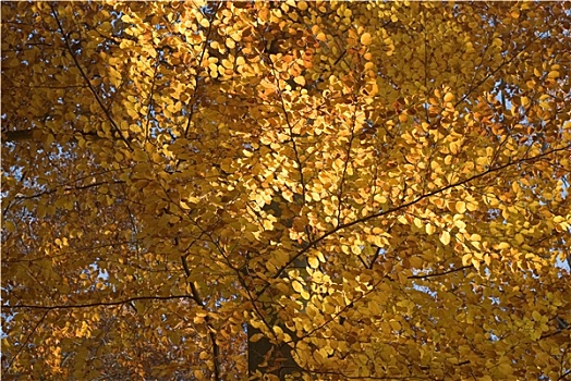 秋天,树,黄叶