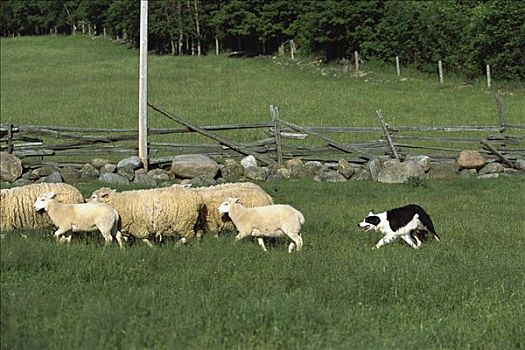 博德牧羊犬,狗,放牧,绵羊,草场