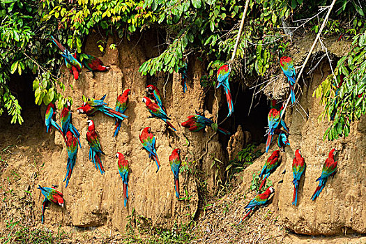 金刚鹦鹉,生物群,粘土,玛努国家公园,秘鲁,南美