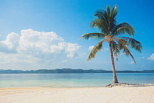 一个,棕榈树,漂亮,热带沙滩,白沙