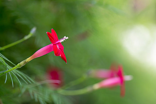茑萝松和红色的小花朵