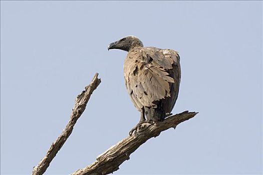 白背兀鹫,白背秃鹫,栖息,枝条,乔贝国家公园,博茨瓦纳,非洲
