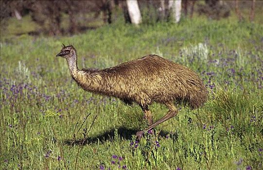 鸸鹋,鸟,沃伦邦格尔国家公园,澳大利亚,动物